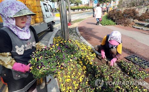 거리에 찾아온 화사한 봄     (김해=연합뉴스) 최병길 기자 = 10일 경남 김해 시내 한 도로변에서 농업기술센터 인부들이 대표적인 봄꽃인 팬지, 비올라 등으로 화사한 꽃 거리 단장이 한창이다. 2016.3.10      choi21@yna.co.kr