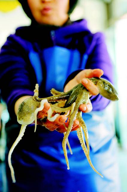 주꾸미. 3~5월이 제철이다. 사진 이병학 선임기자