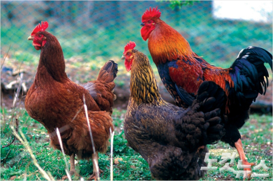 닭 (사진=스마트이미지 제공)