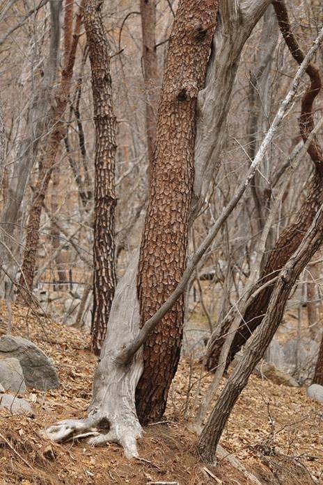 서어나무와 소나무의 혼인목