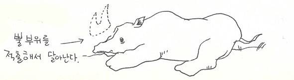 밀렵꾼들은 코뿔소를 잡은 후 뿔부분을 적출해 간다.