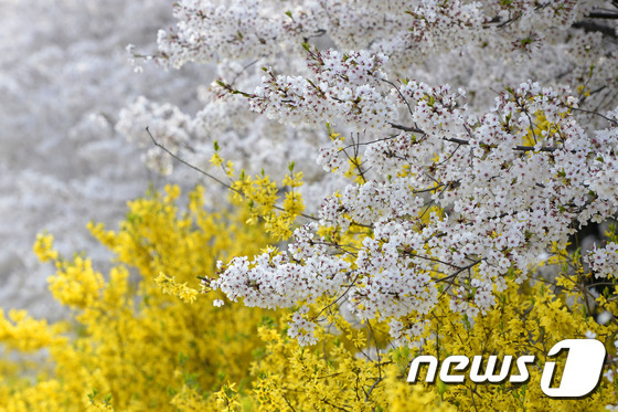 벚꽃과 개나리. /뉴스1 © News1