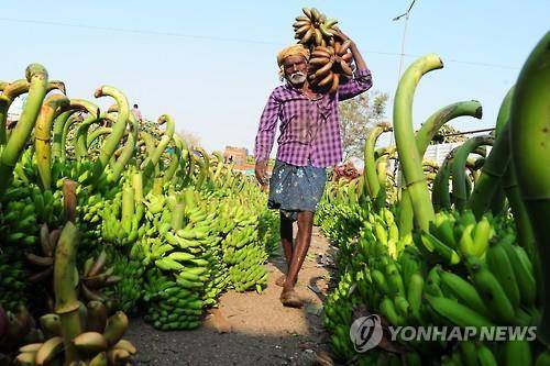 인도 바나나 농장의 모습[AFP=연합뉴스 자료사진]