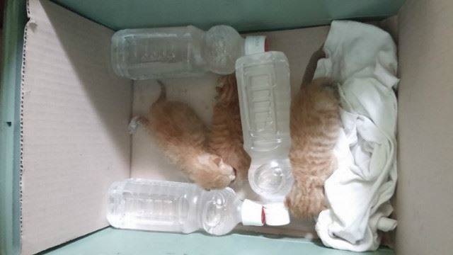 봄철에는 새끼 고양이를 보호소나 동물병원 앞에 버리고 가는 경우도 많다. 한국고양이보호협회 제공.