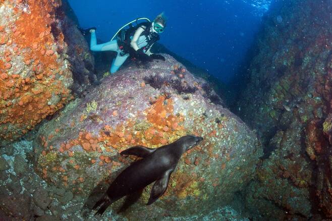 바다사자와 함께하는 스쿠버다이빙.