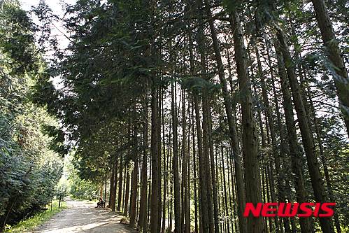 【서울=뉴시스】전북 완주군 공기마을 편백숲. (사진=한국관광공사 제공)