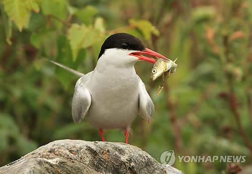 북극제비갈매기[AP=연합뉴스 자료사진]