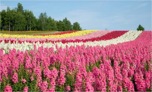 시키사이노오카는 알록달록한 꽃의 향연을 볼 수 있다. (사진=트래블스타 제공)