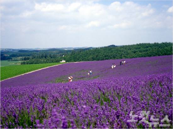 라벤더의 보랏빛이 가득담긴 후라노 (사진=트래블스타 제공)