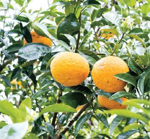 ② 제주도의 한라봉