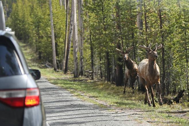 도로변에 나타난 엘크.