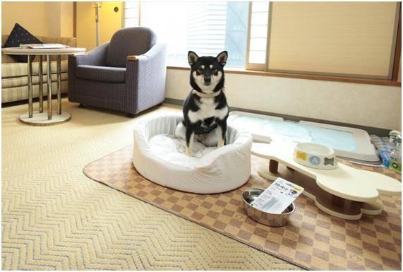 힐튼남해리조트는 객실 내에서 반려동물을 위한 음식 메뉴를 주문할 수 있도록 하고 있다. 힐튼남해리조트 제공