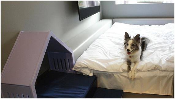 카푸치노호텔은 반려견 동반 룸과 기타 서비스 수익금의 일부를 동물보호단체 카라에 기부한다. 카푸치노 홈페이지