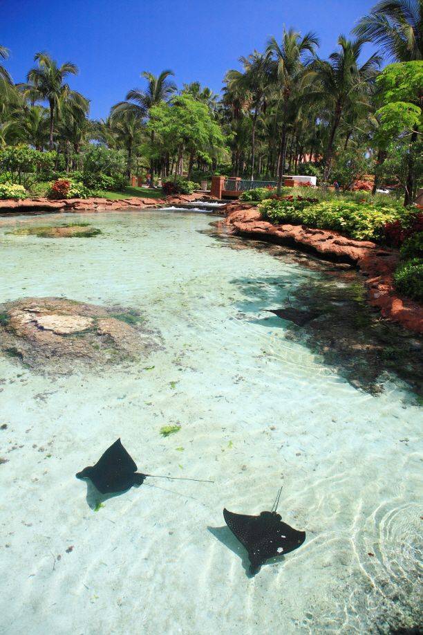 리조트 안을 자유롭게 돌아다니는 가오리.