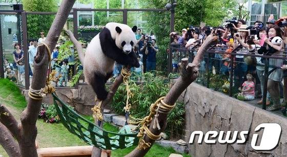 경기 용인 에버랜드 판다월드에서 판다 러바오(수컷·2012년 7월 28일생)가 관람객들에 둘러싸여 있는 모습. (자료사진) © News1