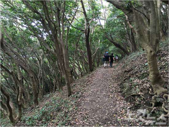 지심도 동백숲.