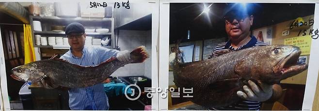 목포낙지에서 사들인 민어 중 기억할 만한 것들 사진을 벽에 붙여놨다. 2014년 5월12일(13kg), 6월20일(15kg). 왼쪽은 신안 민어인데 잿빛이고, 오른쪽은 완도 산인데 비늘에 금빛이 돈다.