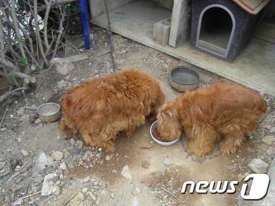 식당 아주머니가 준 잔반을 먹고 있는 코돌이와 코순이. © News1