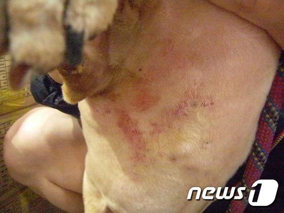 진드기와 벼룩에게 물어뜯겨 상처가 난 코돌이의 피부. © News1