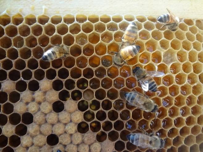 육각형 모양의 벌집은 번데기방, 꿀방, 화분방 등으로 구분한다. 입구가 막힌 번데기방과 꿀을 먹느라 정신없는 벌. 최우리 기자