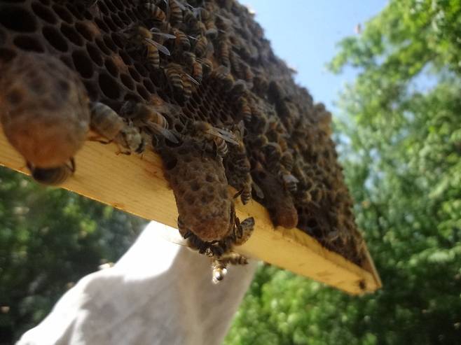새 여왕벌을 만들기 위한 왕대(사진 아래 길쭉한 벌집)가 생기는 벌집도 있다. 최우리 기자