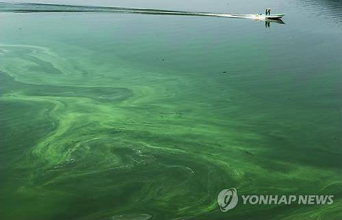 낙동강 녹조(연합뉴스DB)