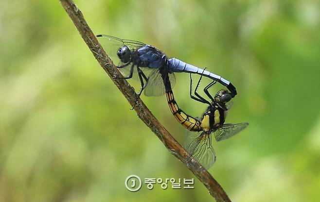 사랑을 나누고 있는 밀잠자리