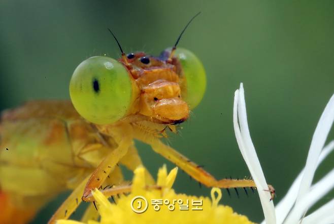 새노란실잠자리