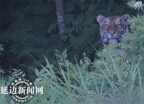 북중접경인 중국 지린(吉林)성 연변조선족자치주 훈춘(琿春) 일대에서 최근 멸종위기에 있는 백두산 호랑이를 봤다는 목격담이 잇달았다. 훈춘 마촨쯔(馬川子)향 주민 양융성(楊永勝) 씨가 자신의 집 근처에 나타난 호랑이를 찍은 사진. [중국 연변뉴스망 캡처]