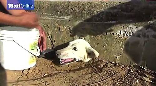 【서울=뉴시스】페루에서 콘크리트 벽에 머리가 끼어 옴짝달싹 못하는 개가 간신히 구조됐다고 1일(현지시간) 외신들이 보도했다. 사진은 먹이를 찾으러 배수로에 들어갔다가 벽 측면 작은 구멍에 머리가 낀 개의 모습. (출처: 데일리메일 영상 캡쳐)