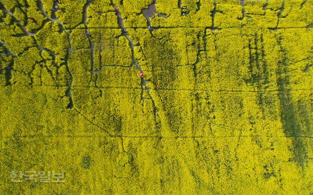 지난 4월 부산 강서구 대저생태공원에서 열린 ‘부산 낙동강 유채꽃 축제’ 사진.