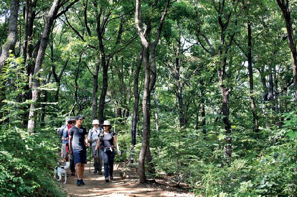 [월간산]성남누비길 4구간은 푸른 숲길이 이어져 산책삼아, 가벼운 산행삼아 다녀오기 좋다.