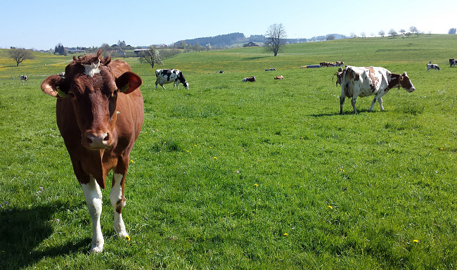 대도시와 가까운 곳에서도 들에서 풀을 뜯는 소를 자주 볼 수 있다.