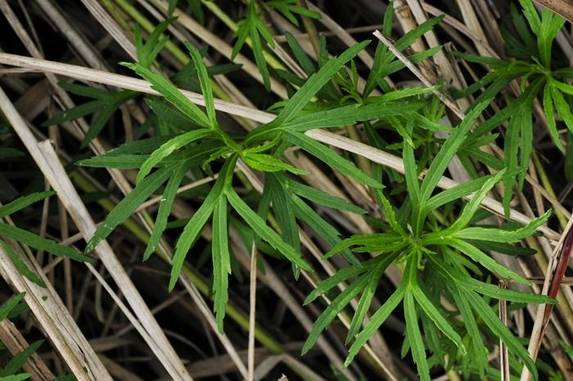 물쑥의 뿌리 쪽 잎