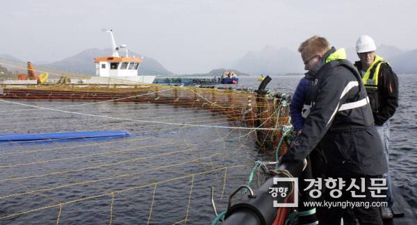 9월16일 노르웨이 서부 쿠르시쿠이 해안가에 위치한 마린하베스트 바다양식장에서 관리자들이 양식장을 살펴보고 있다.