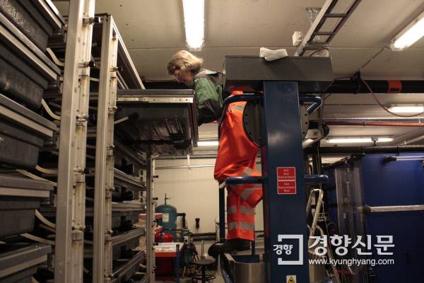 스테인스비크 공장 인공부화실에서 치어들을 살피고 있는 직원.