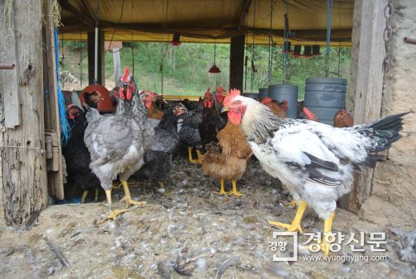 브라질 상파울루 외곽 이타치바의 양계장에서 키우고 있는 토종닭 재현 품종. 이탈리아 이민자들이 브라질에서 처음으로 키우기 시작한 닭의 원형을 충실히 재현했다고 한다.