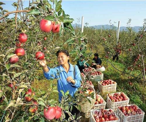北, 강원도 고산 과일농장 '대풍' 칭송     (서울=연합뉴스) 북한 노동당 기관지 노동신문이 '대풍'을 맞았다고 14일 장문에 걸쳐 보도한 강원도 고산군 소재 고산과수종합농장(과일농장)의 사과 수확 모습. 김정은 북한 노동당 위원장은 지난달 이 농장을 현지지도했다. 2016.10.14       << 국내에서만 사용가능. 재배포 금지. For Use Only in the Republic of Korea. No Redistribution >>     nkphoto@yna.co.kr