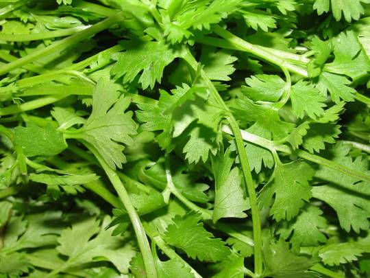 동남아 음식의 필수 재료인 고수(Coriander).