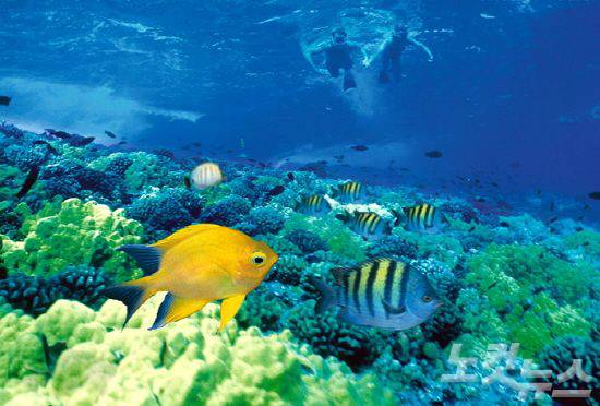 마케나 비치 리조트 앞바다는 아름다운 수중 환경을 자랑한다.(사진=허니문리조트 제공)