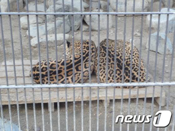 관람객들을 등져 누운 재규어 한 쌍. 등을 관람객 쪽으로 하는 자세 또한 시선을 의식한 결과다. (사진 최혁준) © News1