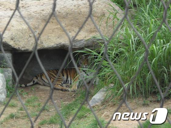 방사장에 마련된 은신처에서 휴식을 취하는 시베리아호랑이. (사진 최혁준) © News1