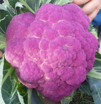 브랑카 교수가 브라시카 올레라케아의 유전정보를 활용해 개량한 콜리플라워.