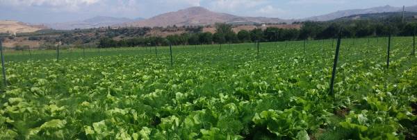 알프레도 카루소의 농장.