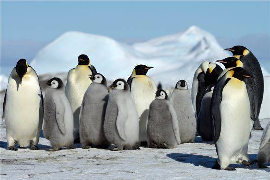 ▲남극의 대표적 동물 '황제펭귄'.[사진제공=극지연구소]