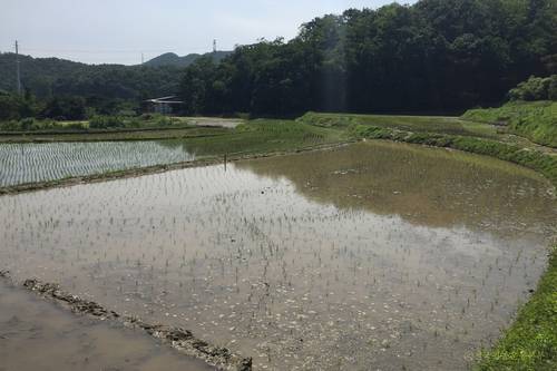 2016년 5월 모내기 때 흑미벼는 일반벼보다 더 촘촘히 리본 모양으로 심었다.