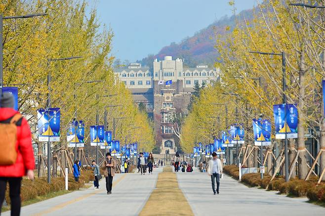 연세대 중앙을 가로지르는 백양로의 풍경. [사진=우상조 기자]