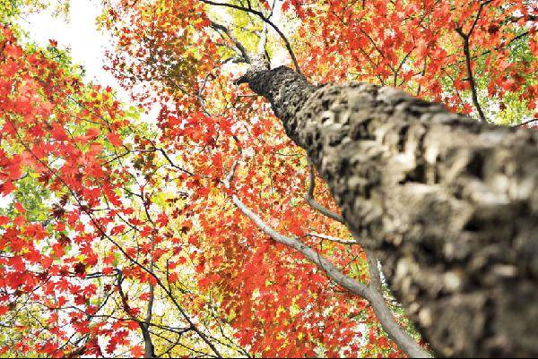 [월간산]서운산 남쪽, 금북정맥 동쪽 기슭의 단풍.