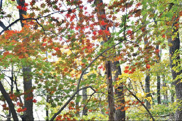 [월간산]단풍은 햇빛으로 새긴 지상의 별이다.