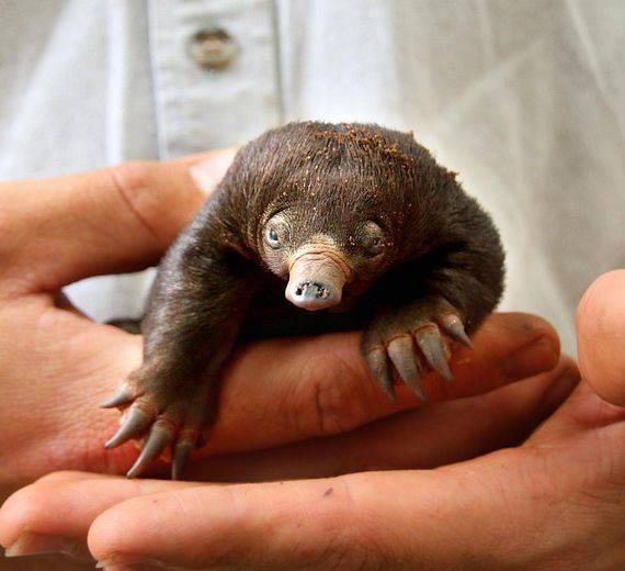 [사진 타롱가 동물원 인스타그램]